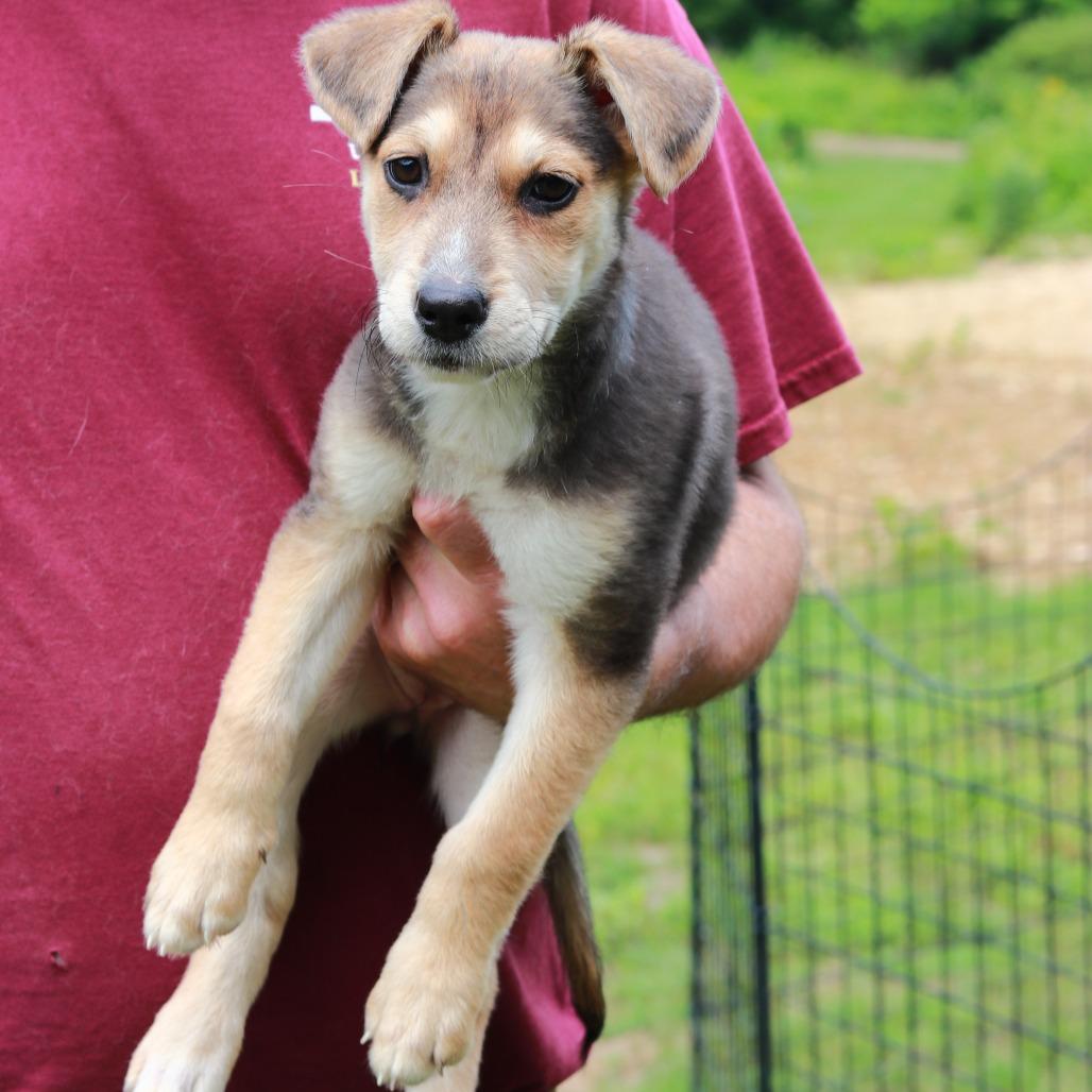 Enlarge CT Pilar, a Adoptable Mixed Breed in Stormville, NY image 4/4