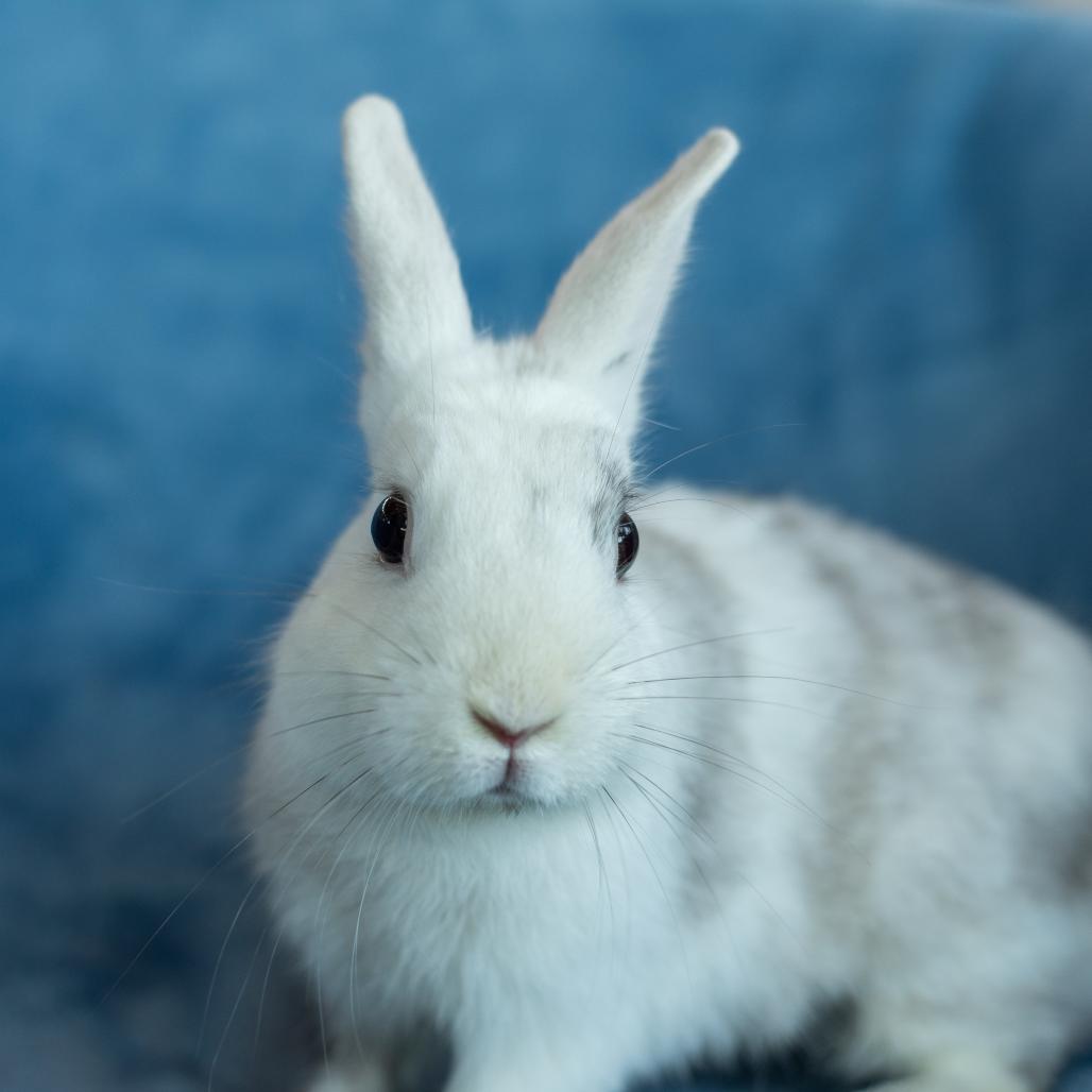 Enlarge Domino, a Adoptable American in Warwick, RI image 1/5