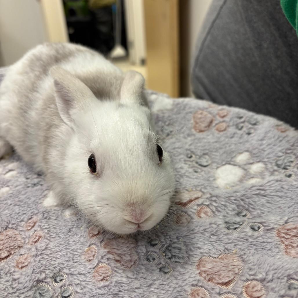 Enlarge Domino, a Adoptable American in Warwick, RI image 2/4