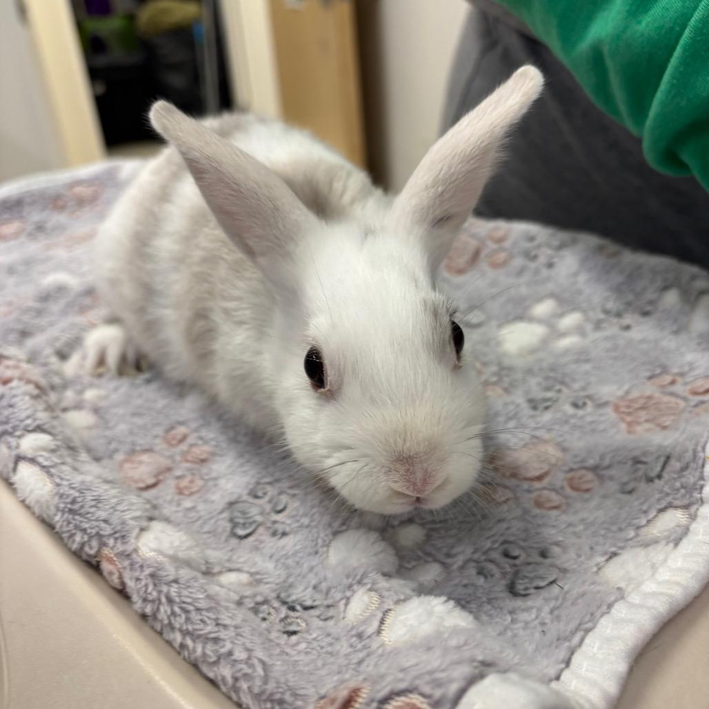 Enlarge Domino, a Adoptable American in Warwick, RI image 3/4