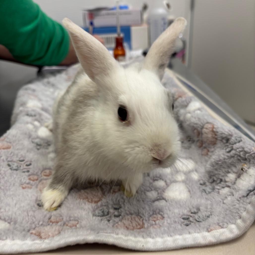 Enlarge Domino, a Adoptable American in Warwick, RI image 4/4