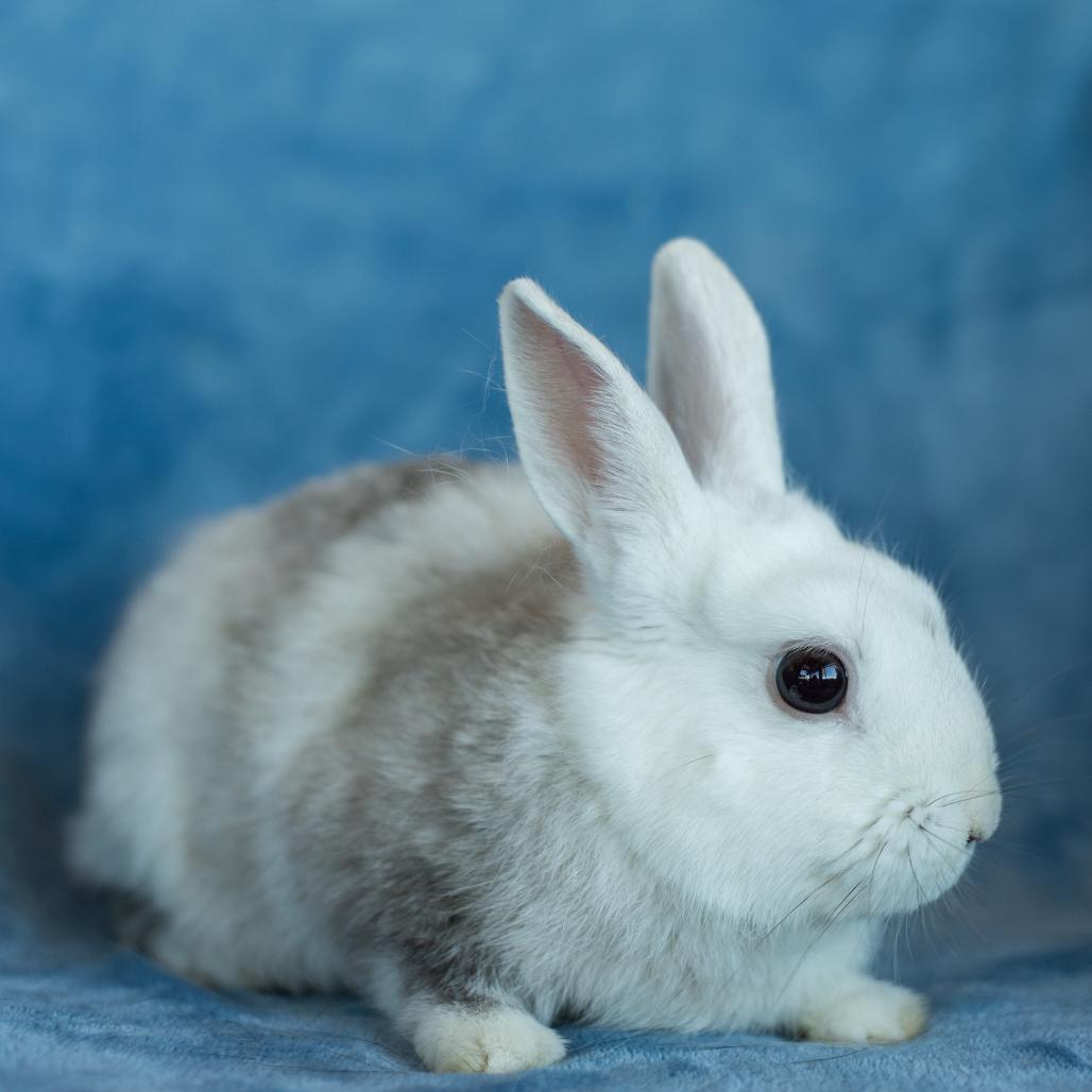 Enlarge Domino, a Adoptable American in Warwick, RI image 5/5
