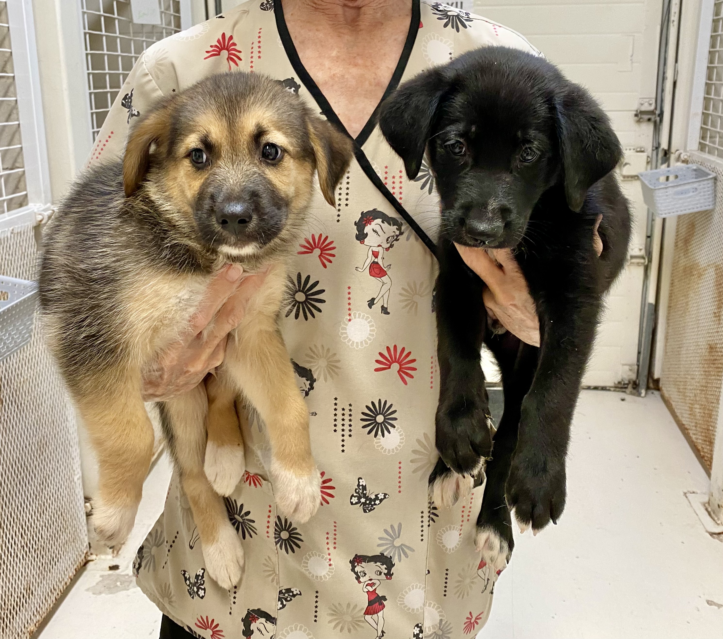 Enlarge German Shepherd/Labrador Mix puppies, a Adopted mixed breed in Kerrville, TX image 2/5