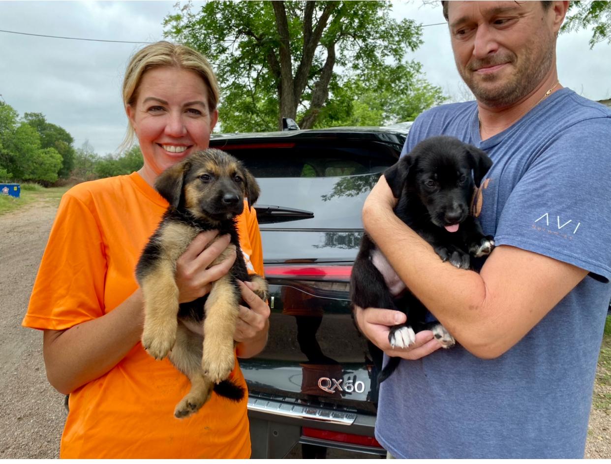 Enlarge German Shepherd/Labrador Mix puppies, a Adopted mixed breed in Kerrville, TX image 5/5