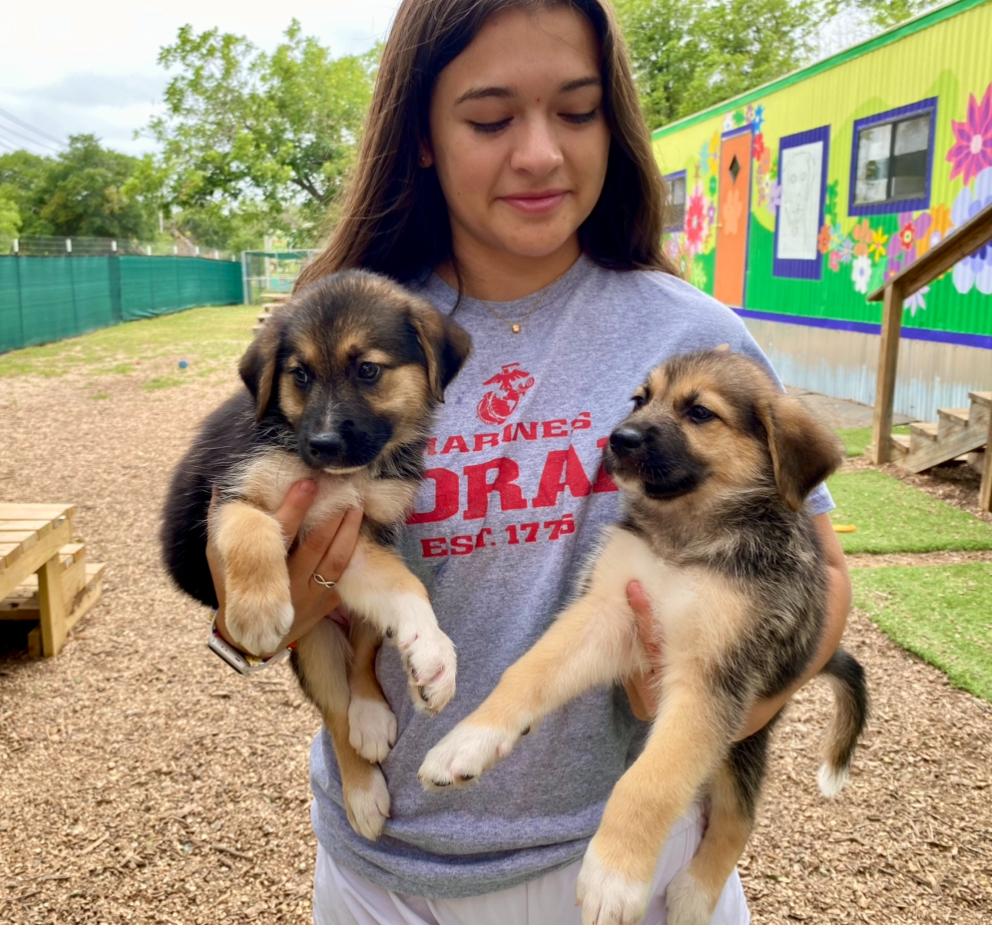 Enlarge German Shepherd/Labrador Mix puppies, a Adopted mixed breed in Kerrville, TX image 1/5
