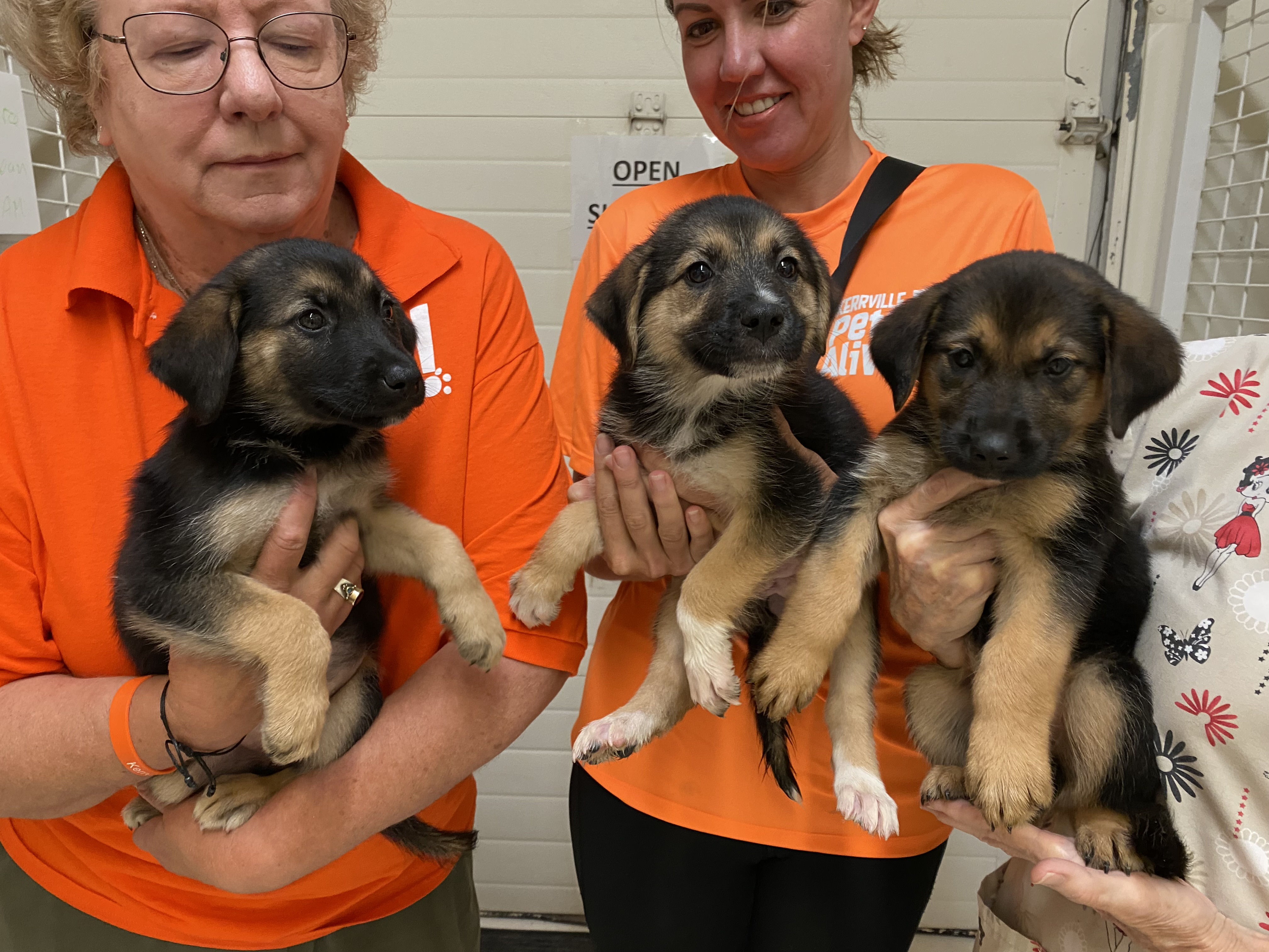 Enlarge German Shepherd/Labrador Mix puppies, a Adopted mixed breed in Kerrville, TX image 4/5
