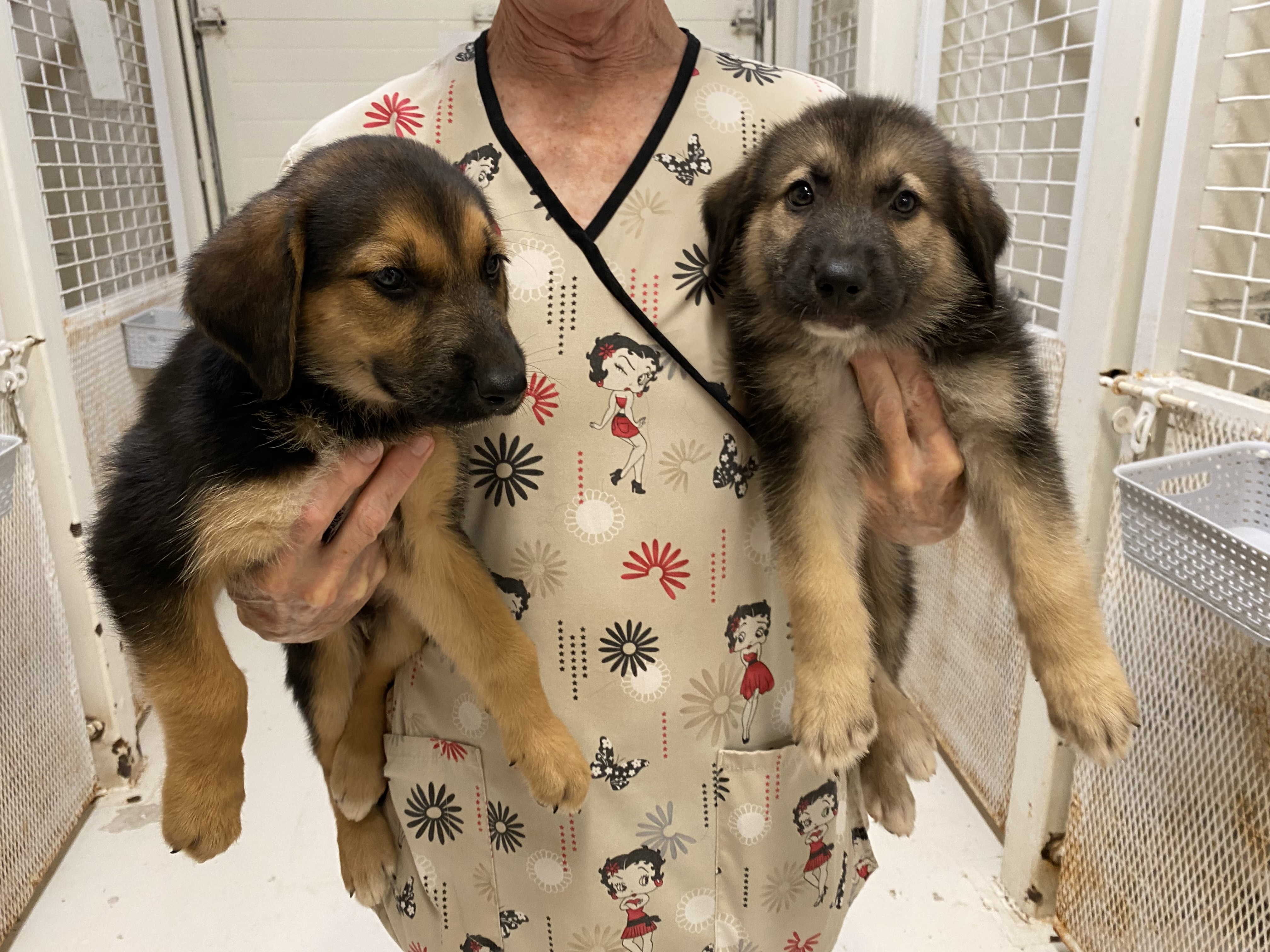 Enlarge German Shepherd/Labrador Mix puppies, a Adopted mixed breed in Kerrville, TX image 3/5