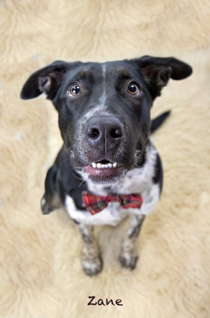 Enlarge Zane, a Adoptable mixed breed in Hot Springs Village, AR image 3/6