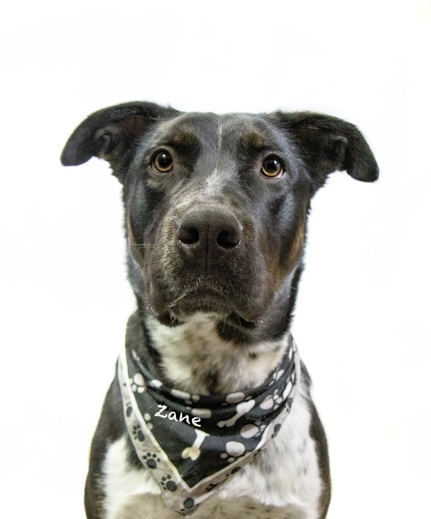 Enlarge Zane, a Adoptable mixed breed in Hot Springs Village, AR image 5/6