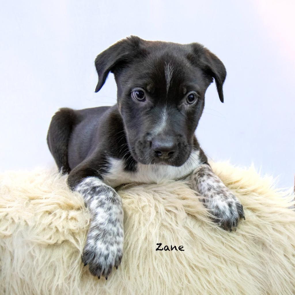 Enlarge Zane, a Adoptable mixed breed in Hot Springs Village, AR image 6/6