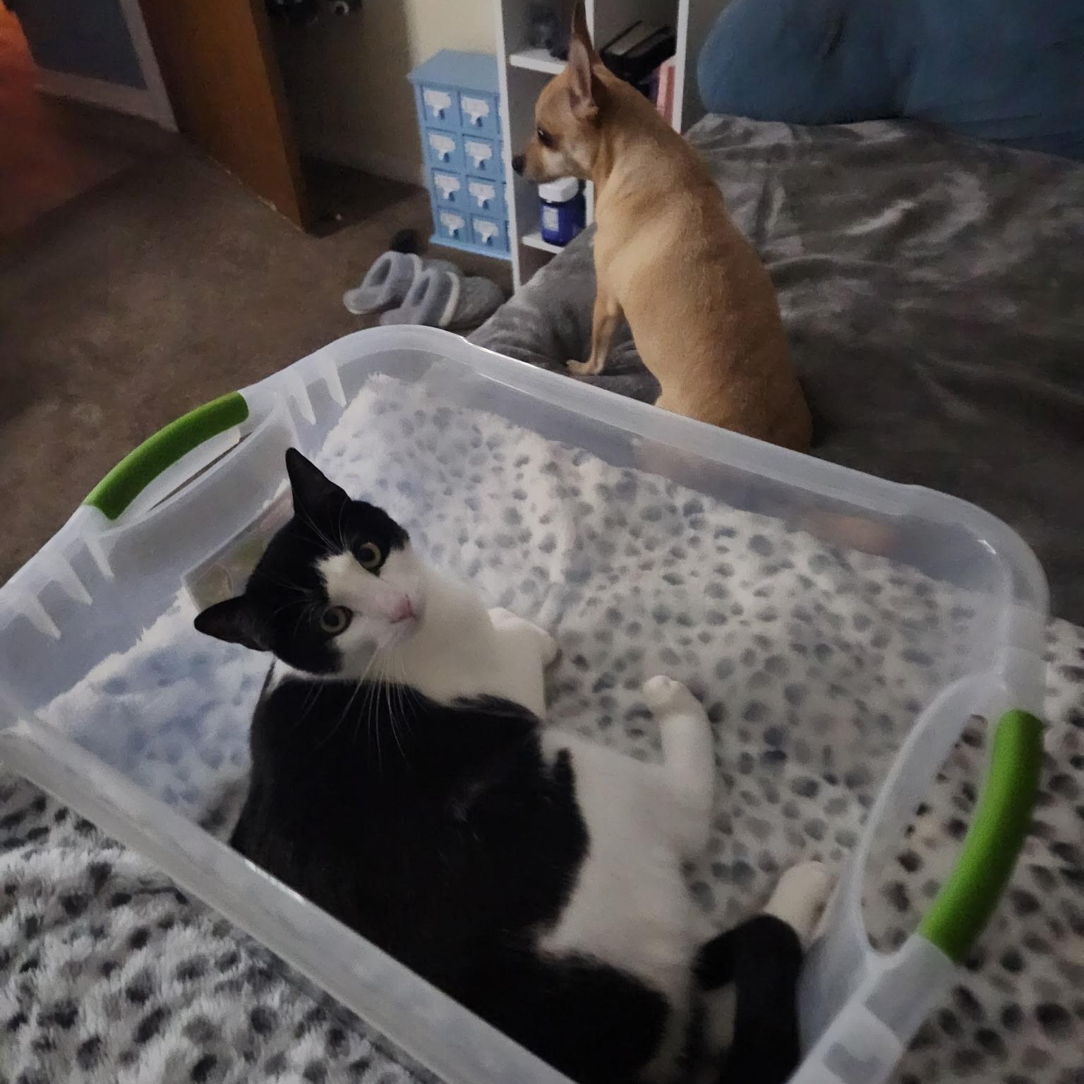 Enlarge Tux, a ADOPTABLE Domestic Short Hair in Torrance, CA image 4/5