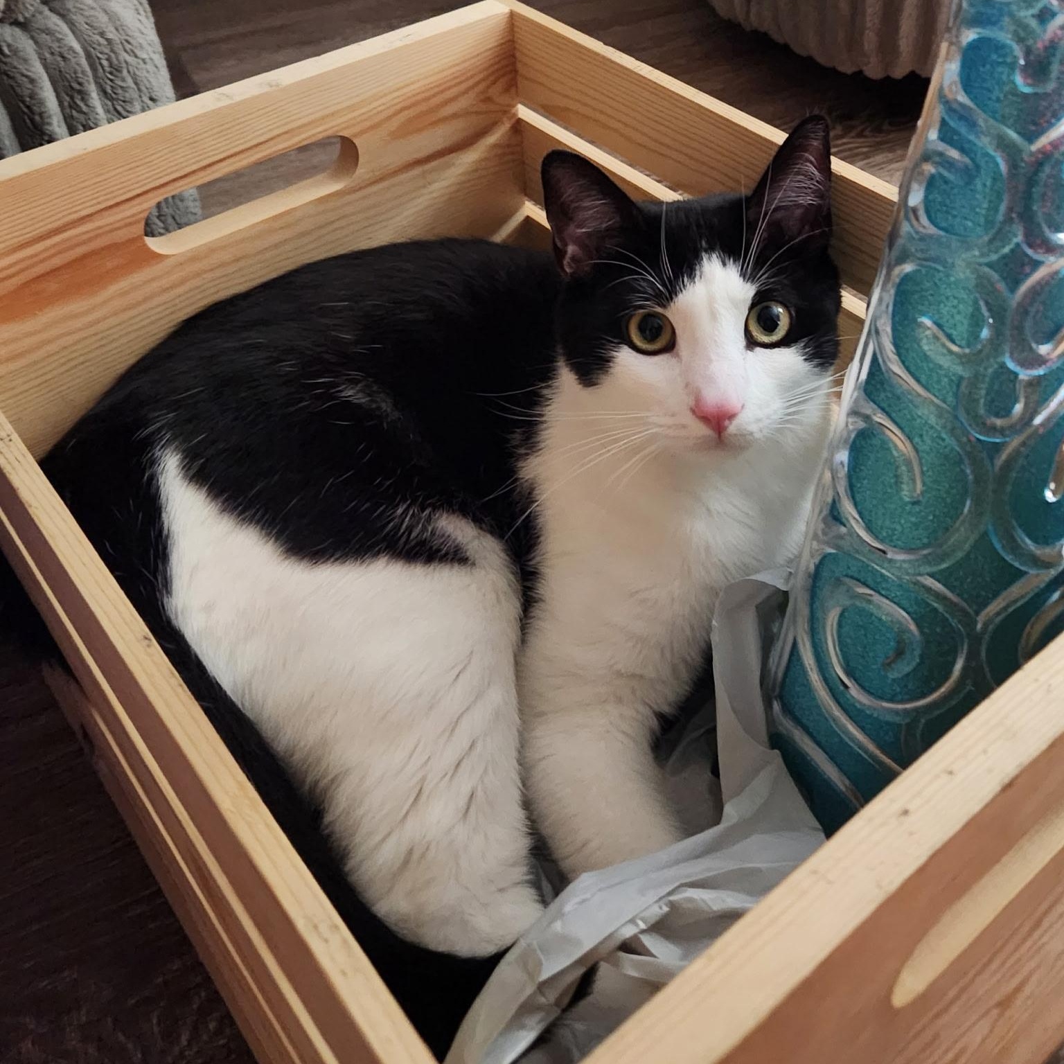 Enlarge Tux, a ADOPTABLE Domestic Short Hair in Torrance, CA image 1/5