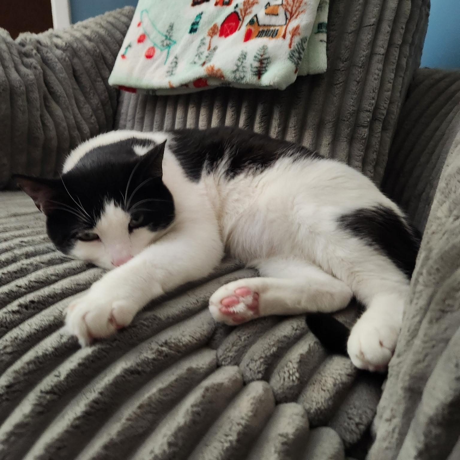 Enlarge Tux, a ADOPTABLE Domestic Short Hair in Torrance, CA image 5/5