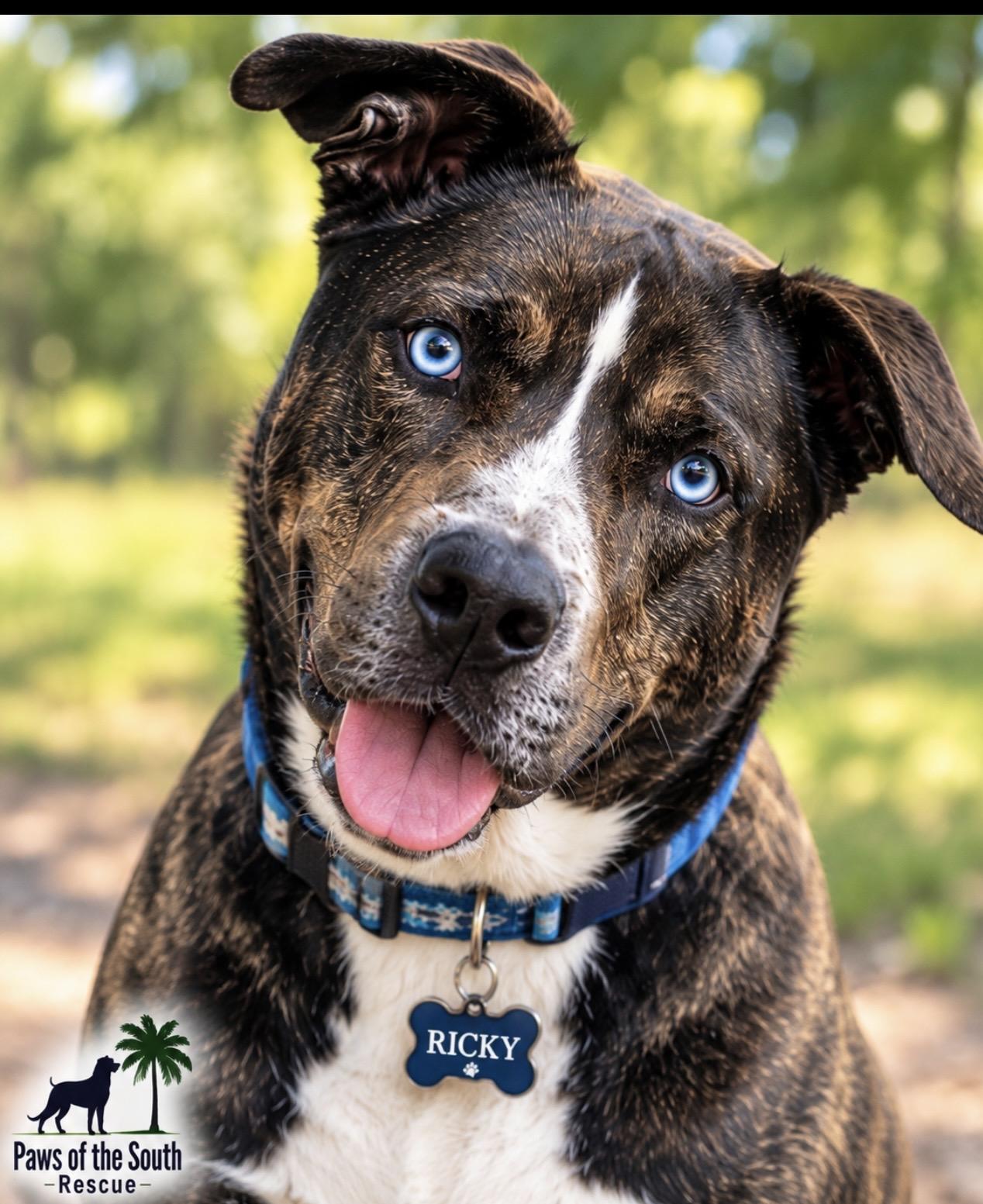 Ricky, Adoptable, Adult Male Husky & Pit Bull Terrier.
