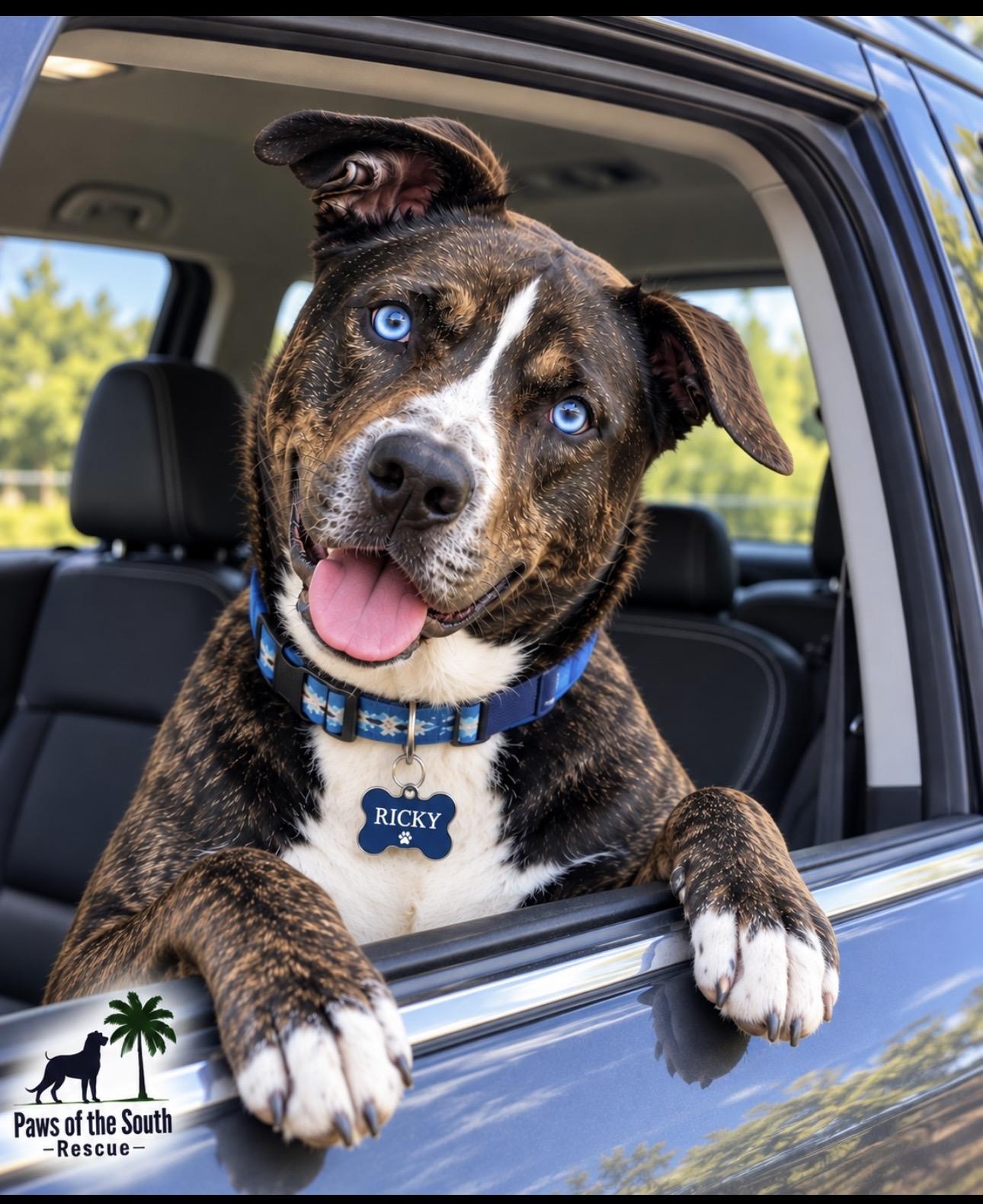 Enlarge Ricky, a Adoptable mixed breed in CUMMING, GA image 4/5