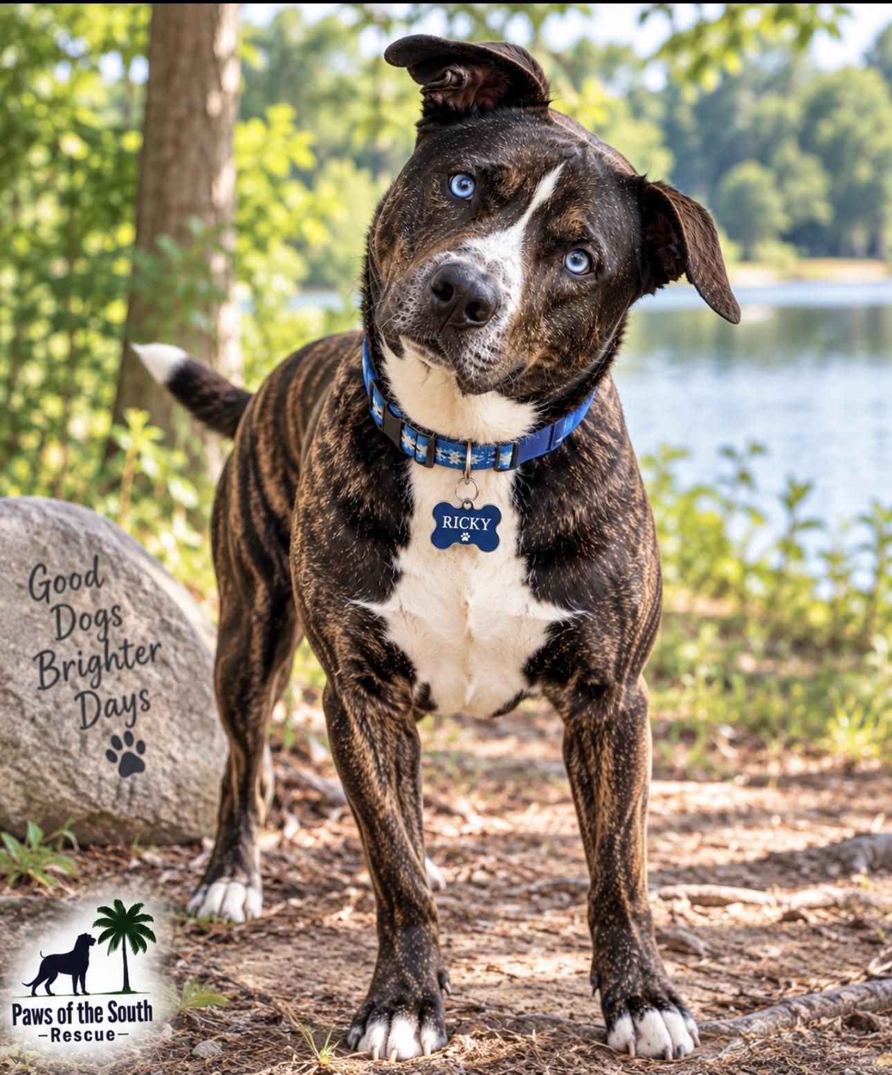 Enlarge Ricky, a Adoptable mixed breed in CUMMING, GA image 3/5