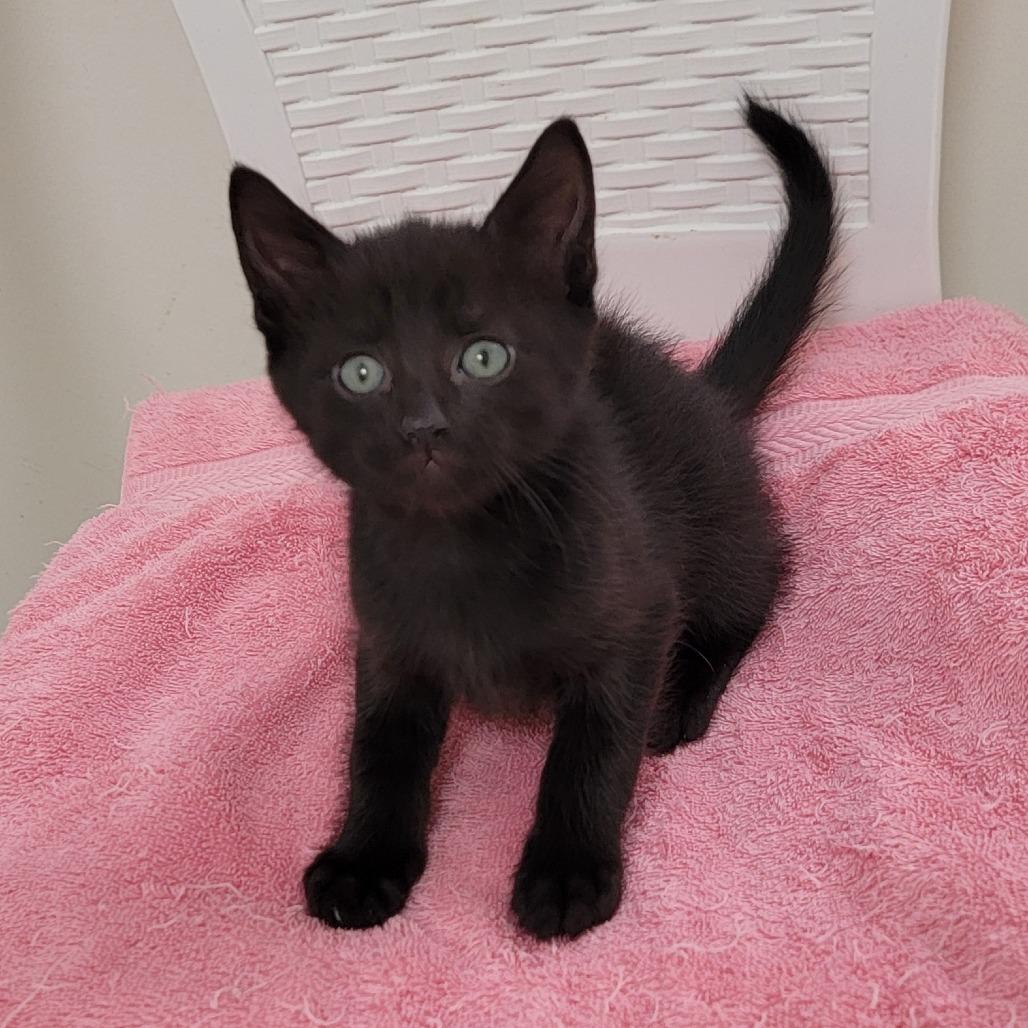 Diller, a Adoptable Domestic Short Hair in Chattanooga, TN image 1/5