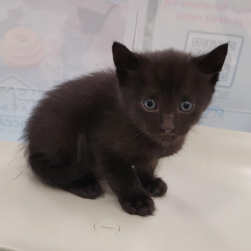 Diller, a Adoptable Domestic Short Hair in Chattanooga, TN image 2/5