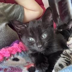 Diller, a Adoptable Domestic Short Hair in Chattanooga, TN image 3/5