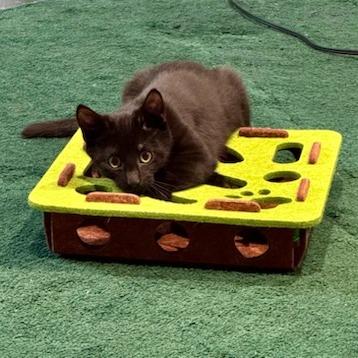 Diller, a Adoptable Domestic Short Hair in Chattanooga, TN image 4/5