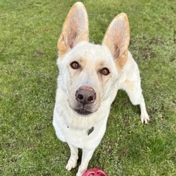 Enlarge Mulberry, a ADOPTABLE German Shepherd Dog in Roseburg, OR image 1/1
