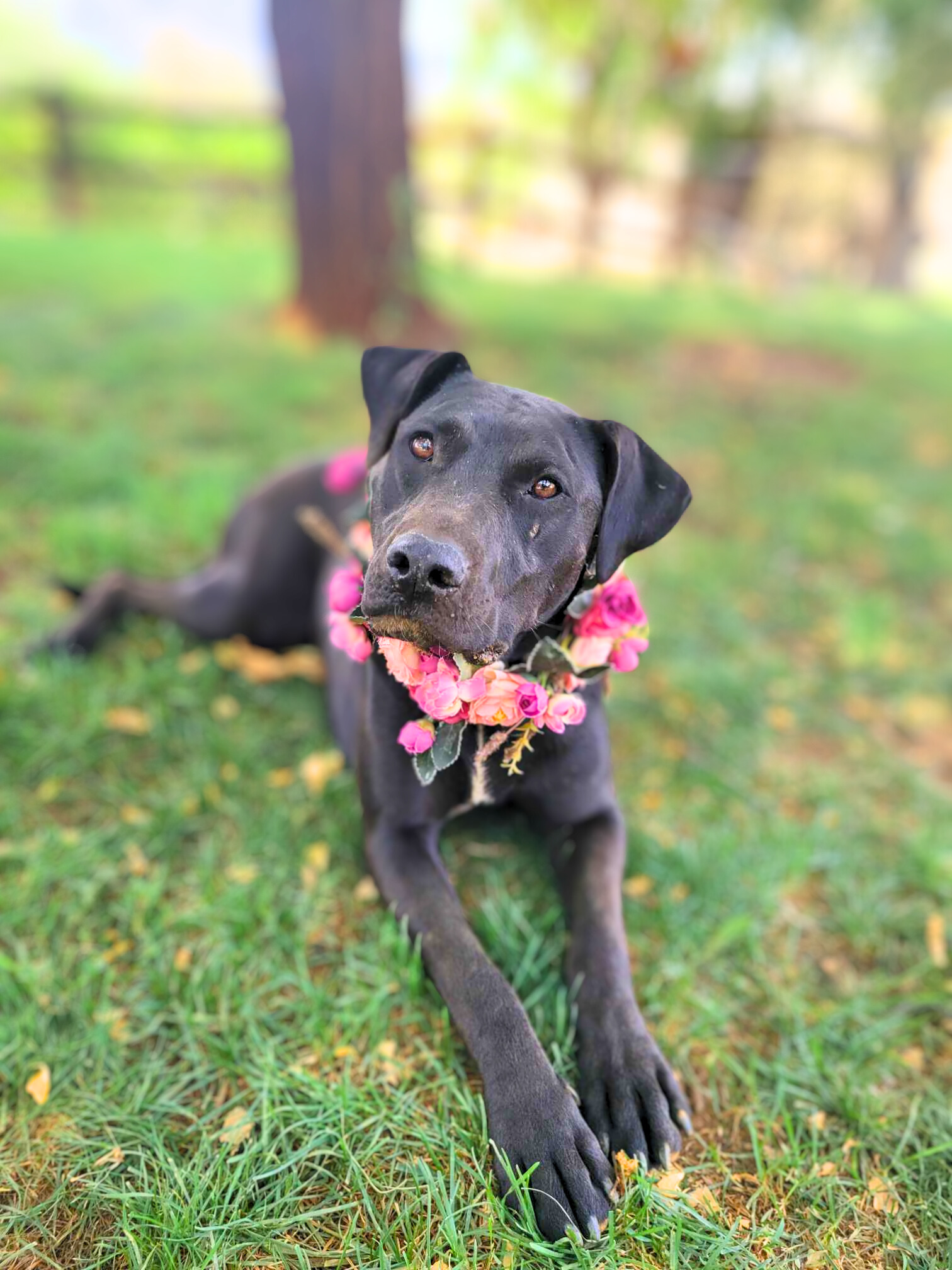 Oakley, a Adoptable mixed breed in Temecula, CA image 2/6