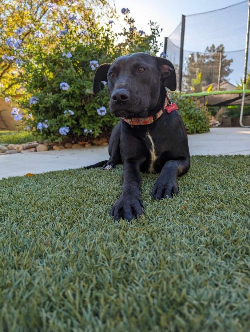 Oakley, a Adoptable mixed breed in Temecula, CA image 5/6