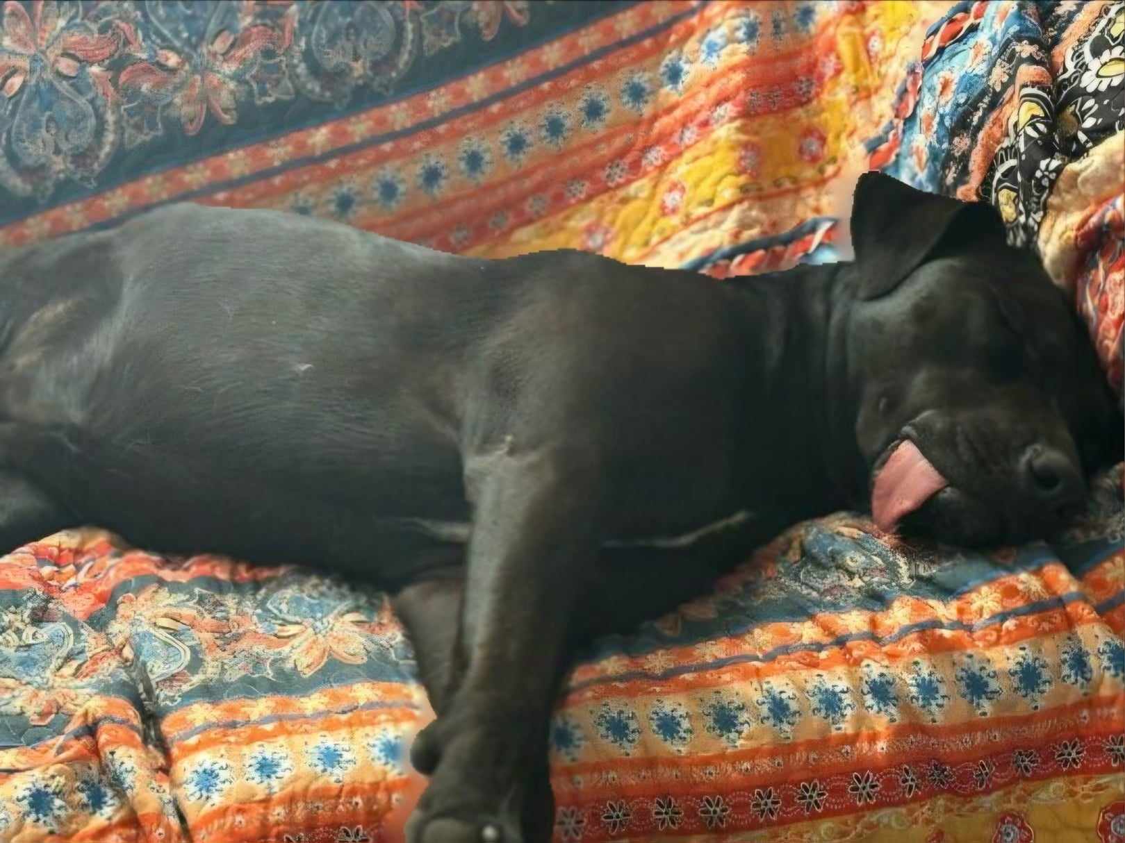 Oakley, a Adoptable mixed breed in Temecula, CA image 6/6