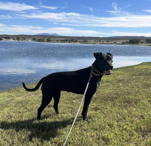 Oakley, a Adoptable mixed breed in Temecula, CA image 4/6
