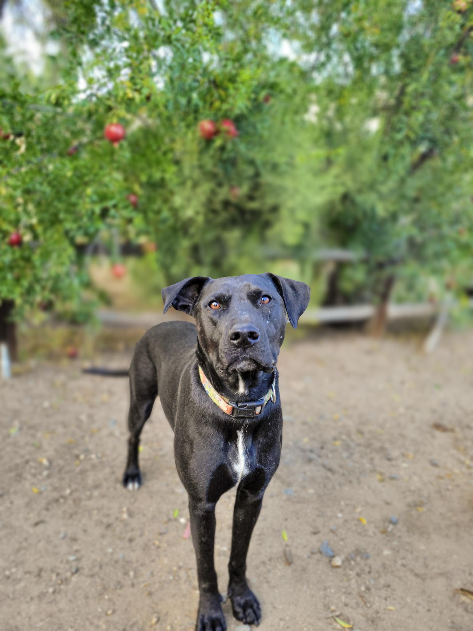 Oakley, Adoptable, Puppy Female Labrador Retriever.