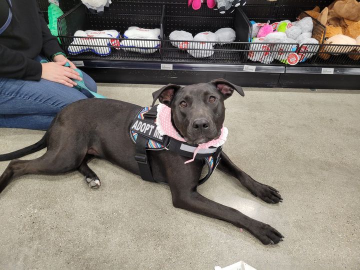 Oakley, a Adoptable mixed breed in Temecula, CA image 3/6