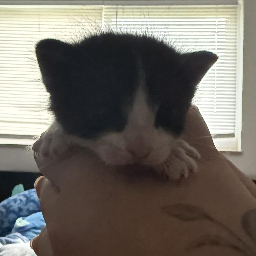 Sasquatch, Adoptable, Young Male Domestic Short Hair.