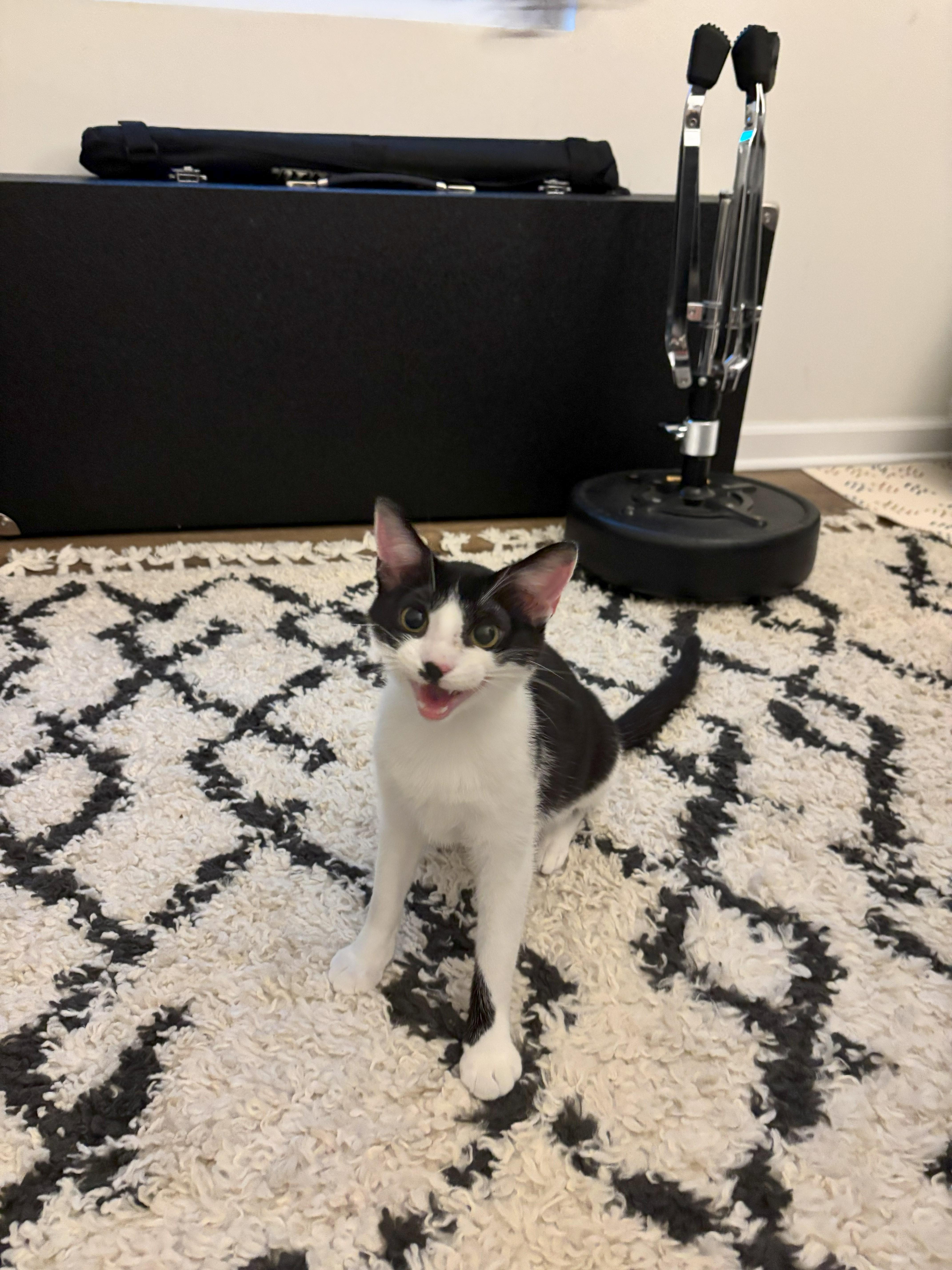 Taz, Young Male Domestic Short Hair