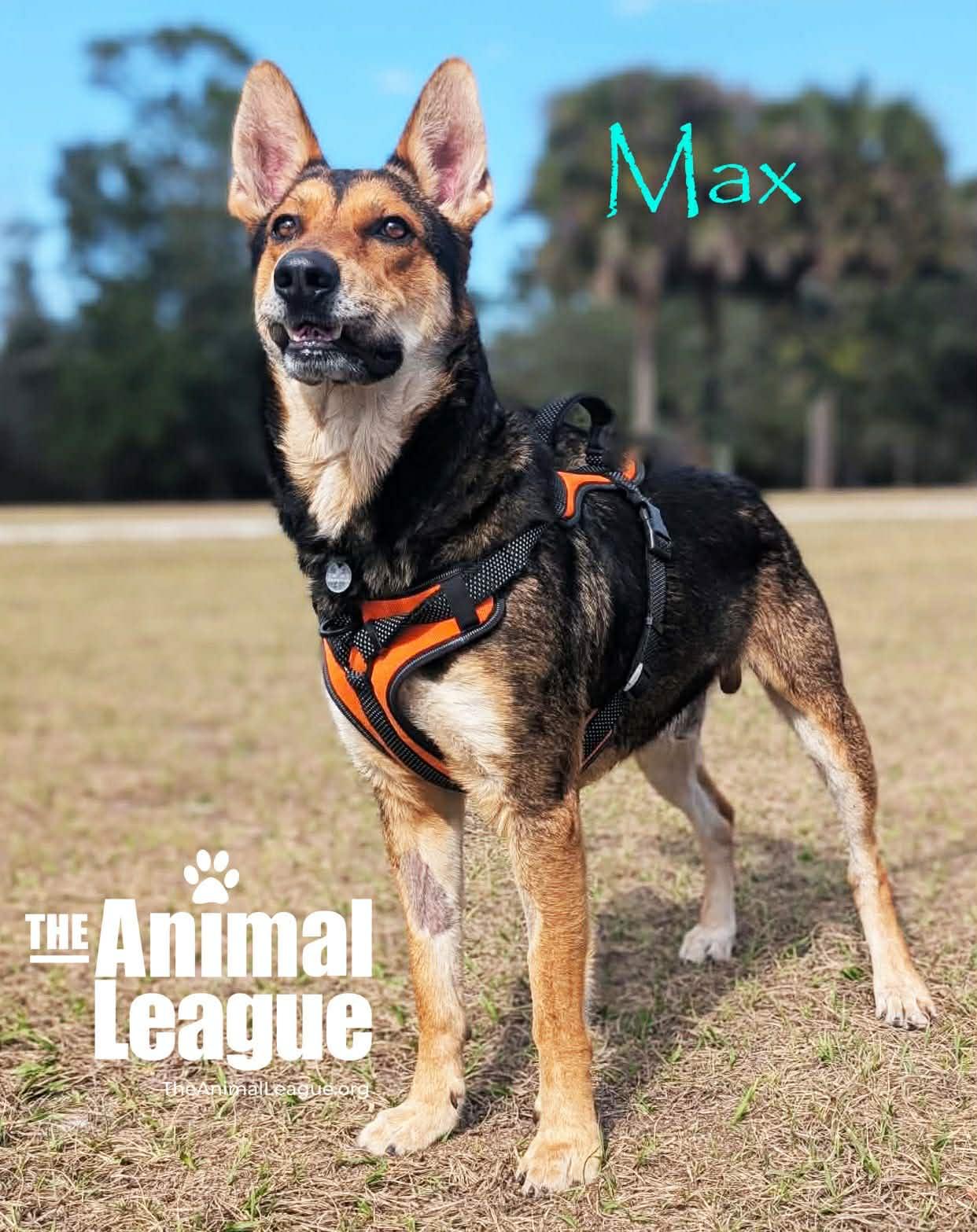 Enlarge Max, a ADOPTABLE mixed breed in Groveland, FL image 3/4