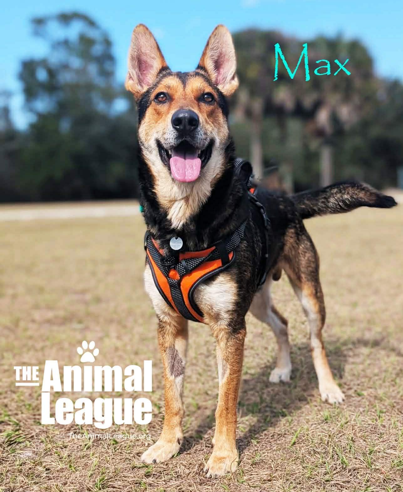 Enlarge Max, a ADOPTABLE mixed breed in Groveland, FL image 1/4