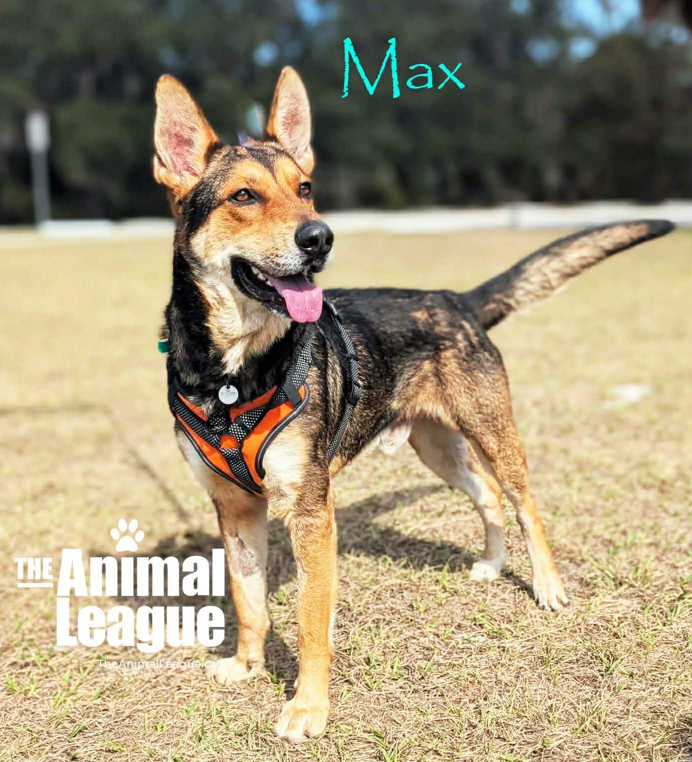 Enlarge Max, a ADOPTABLE mixed breed in Groveland, FL image 2/4