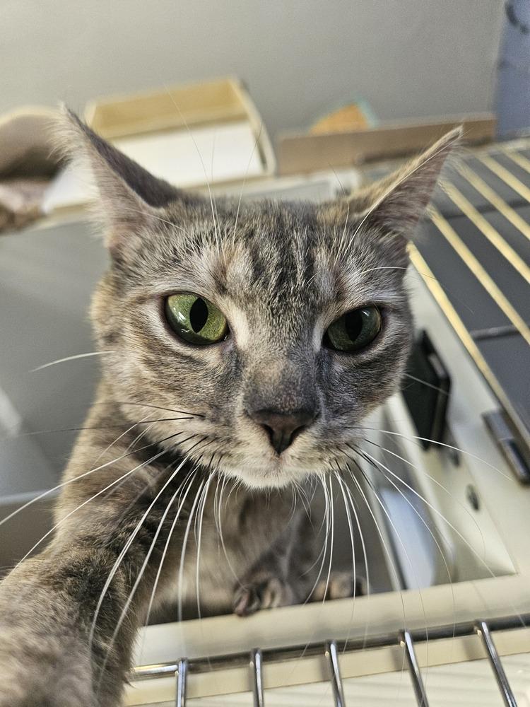 Momma Luna, Adoptable, Adult Female Domestic Short Hair & Domestic Short Hair.