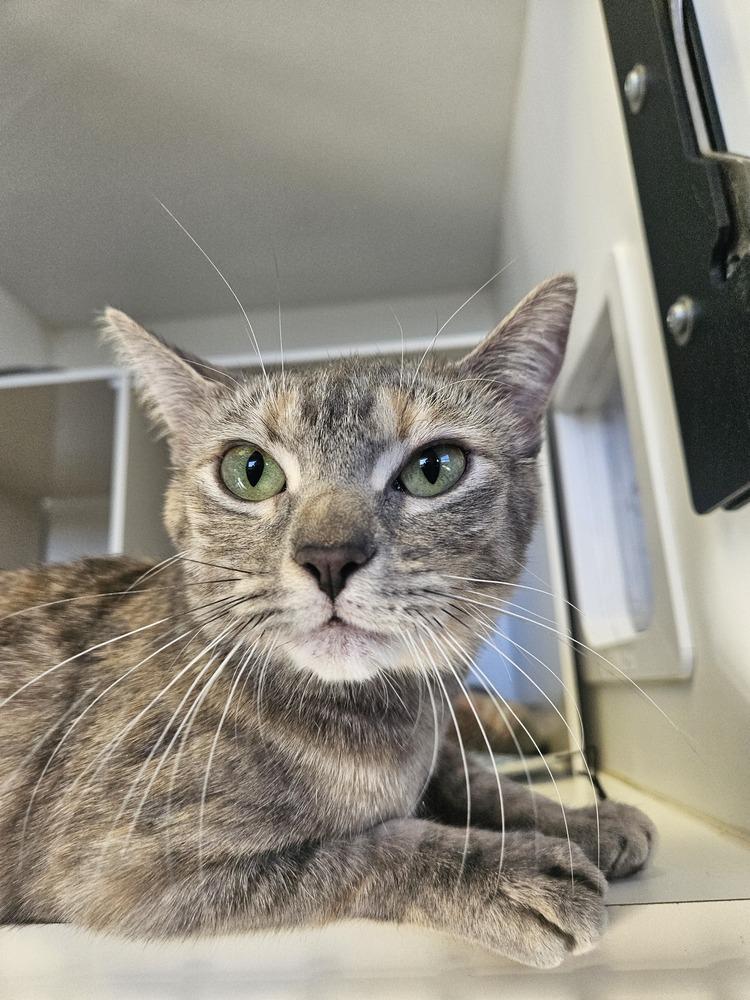 Enlarge Momma Luna, a Adoptable mixed breed in Leadville, CO image 2/6