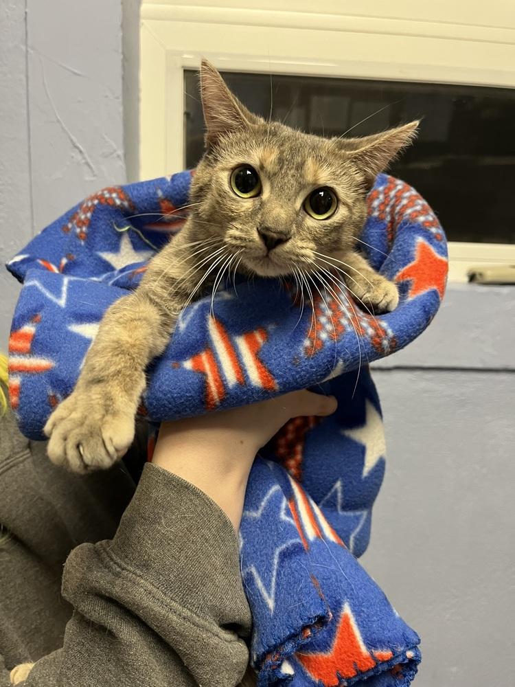 Enlarge Momma Luna, a Adoptable mixed breed in Leadville, CO image 3/6