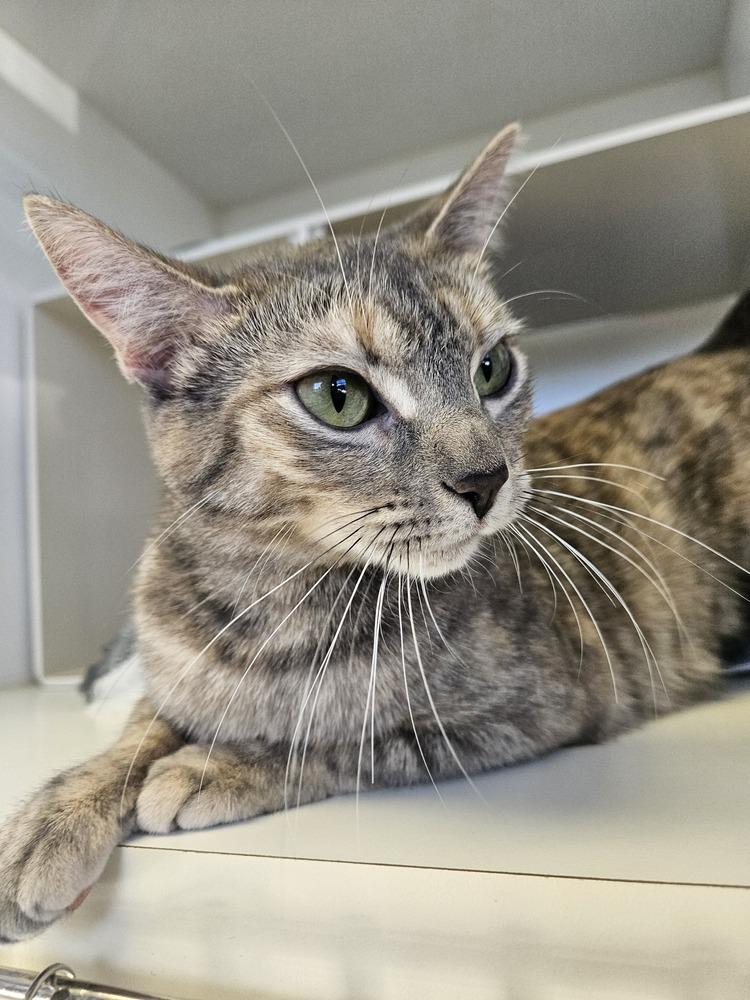 Enlarge Momma Luna, a Adoptable mixed breed in Leadville, CO image 4/6