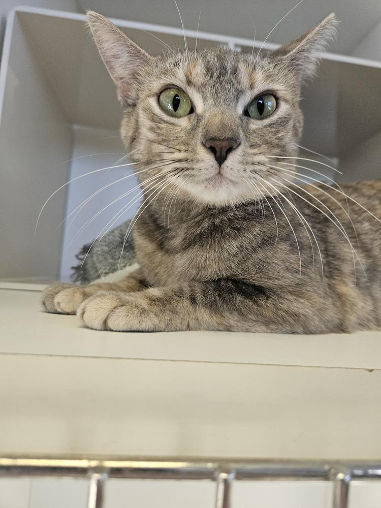 Enlarge Momma Luna, a Adoptable mixed breed in Leadville, CO image 5/6