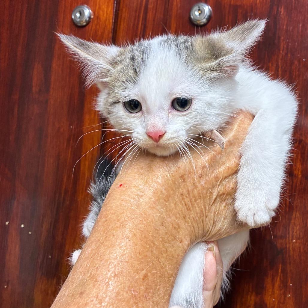 Boy kitten #4, Adoptable, Kitten Male American Shorthair.