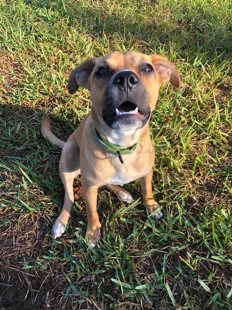 Enlarge Indie, a Adoptable mixed breed in West Palm Beach, FL image 1/4