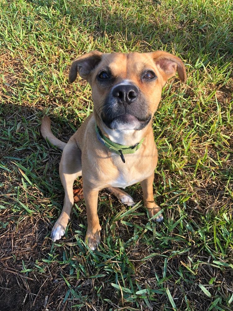Enlarge Indie, a Adoptable mixed breed in West Palm Beach, FL image 3/4