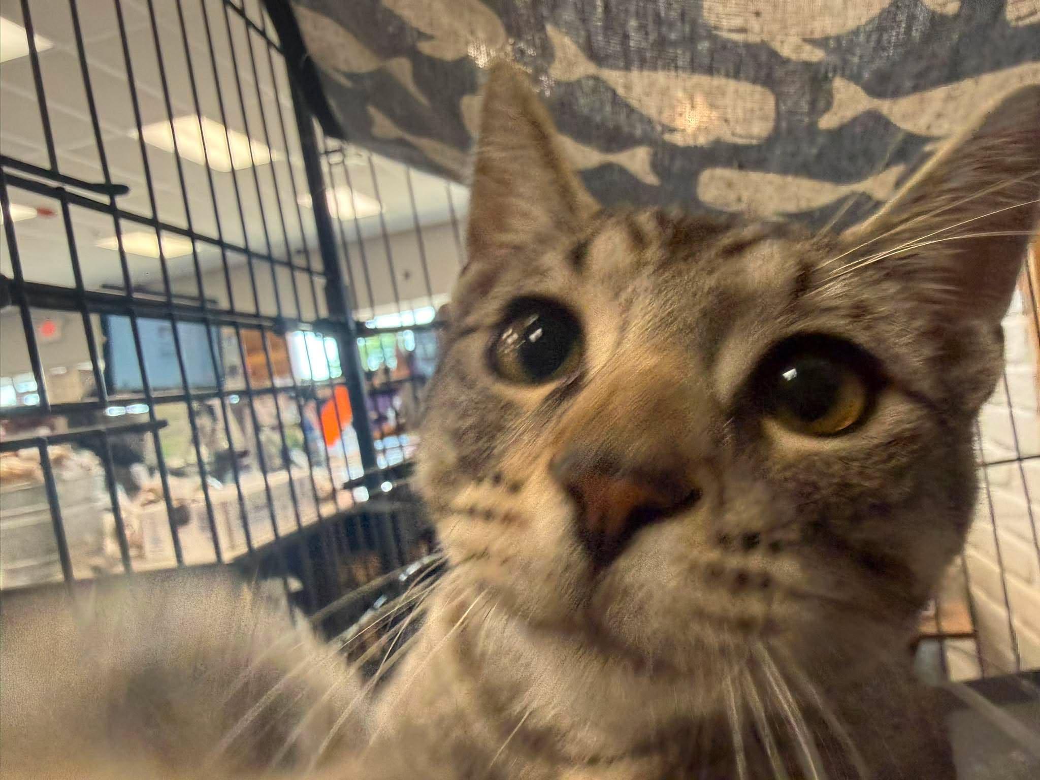 Enlarge Tally, an adoptable Manx in Shakopee , MN image 5/6