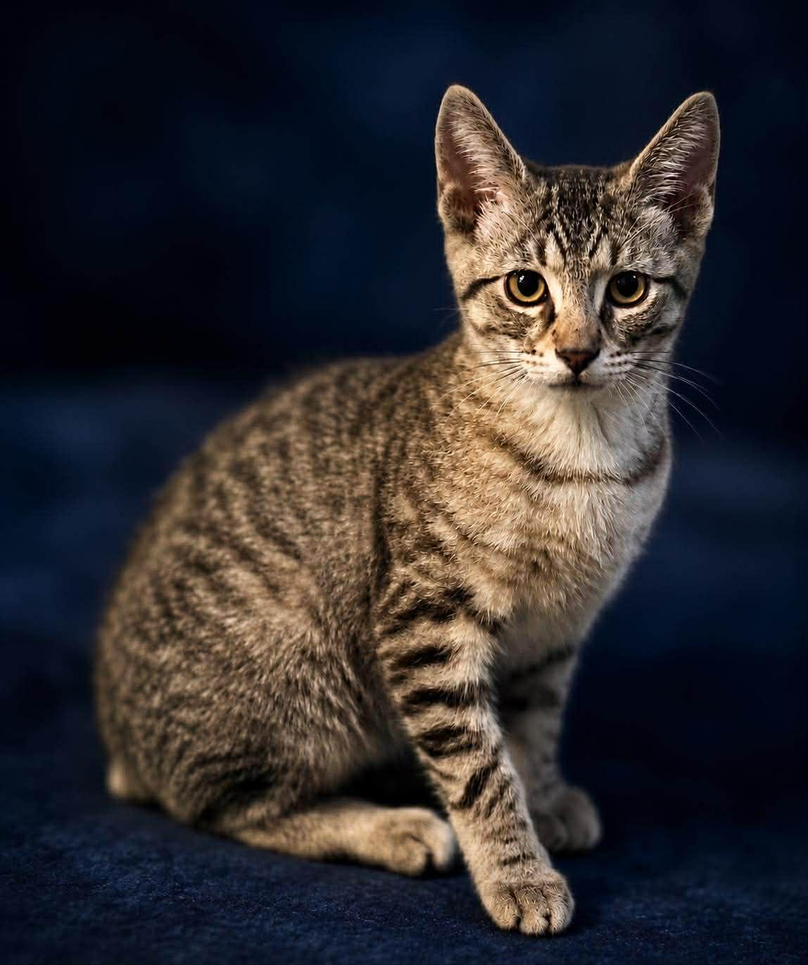 Enlarge Tally, an adoptable Manx in Shakopee , MN image 1/1