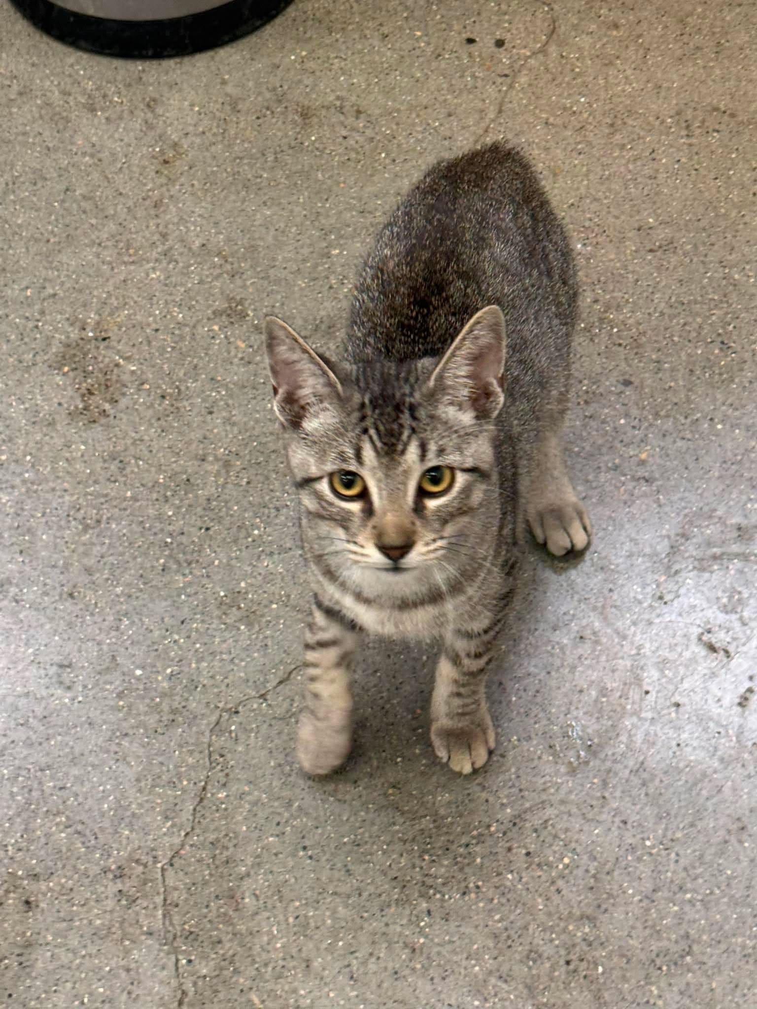 Enlarge Tally, an adoptable Manx in Shakopee , MN image 4/6