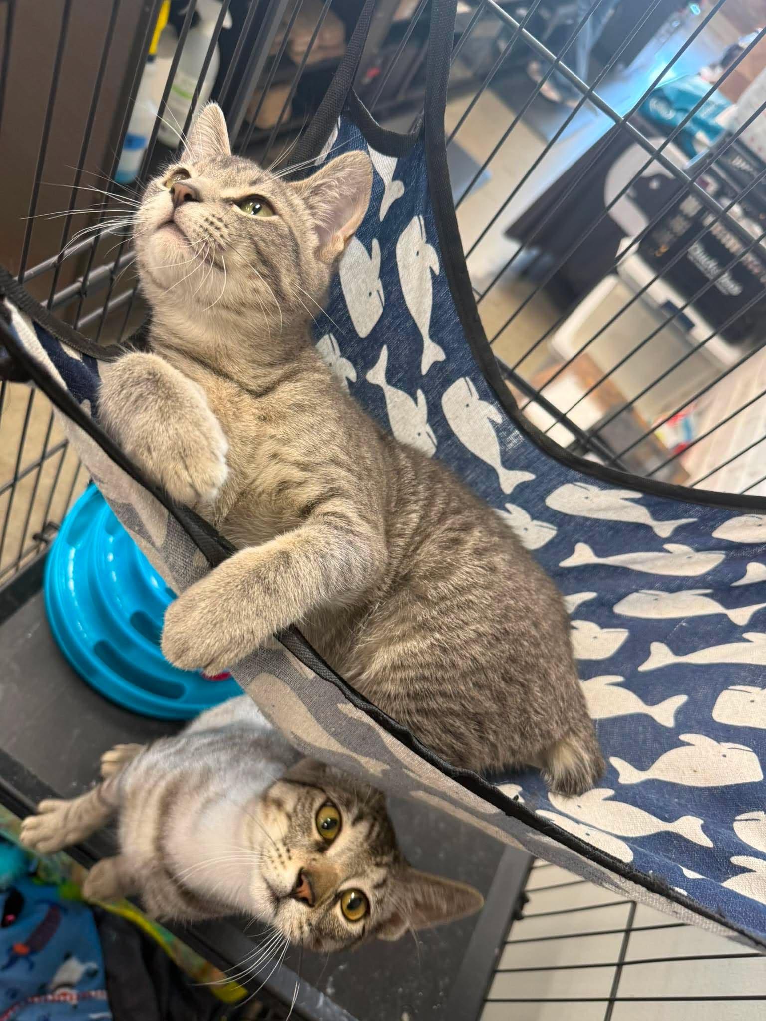 Enlarge Tally, an adoptable Manx in Shakopee , MN image 6/6