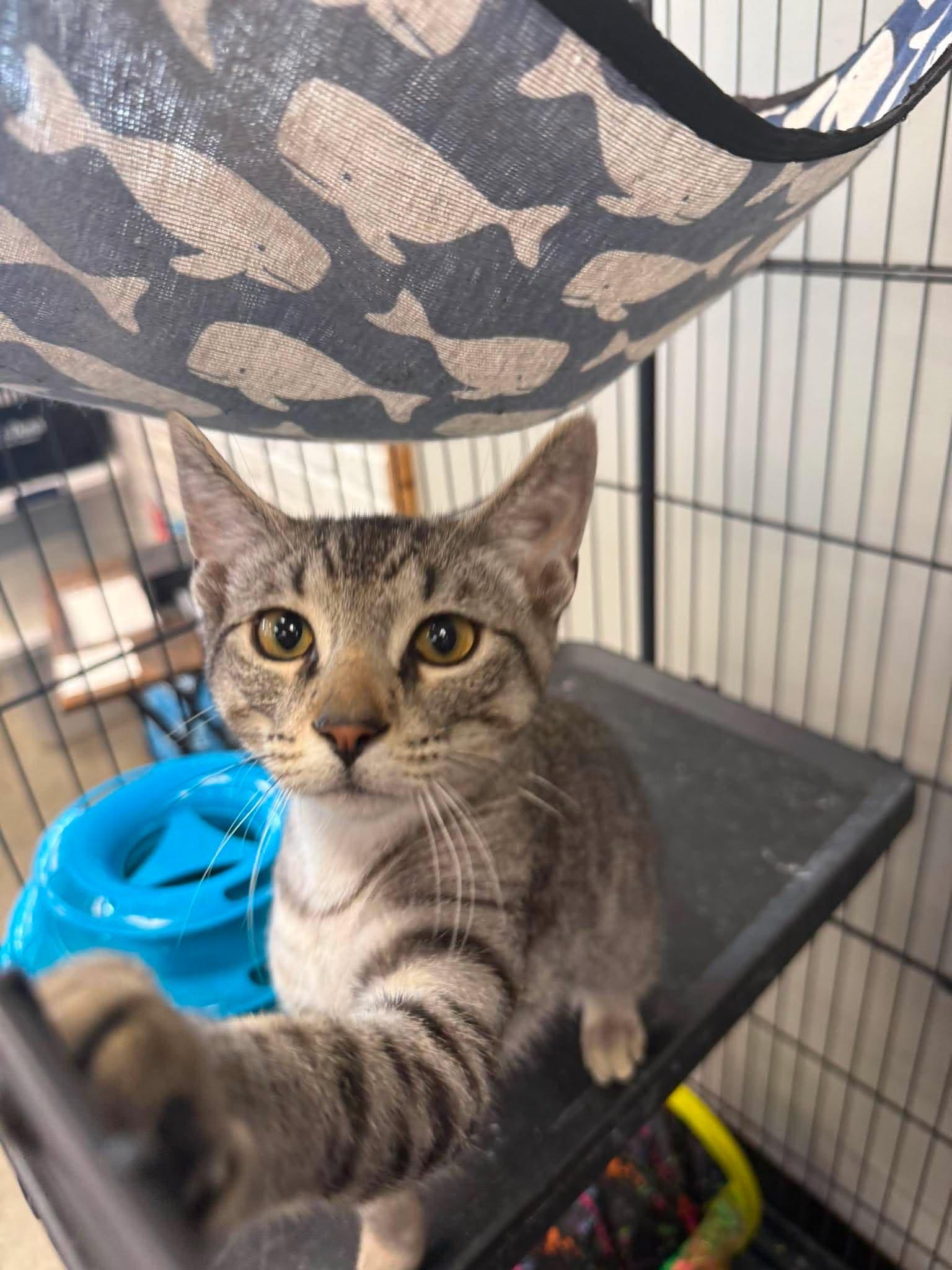 Enlarge Tally, an adoptable Manx in Shakopee , MN image 2/6