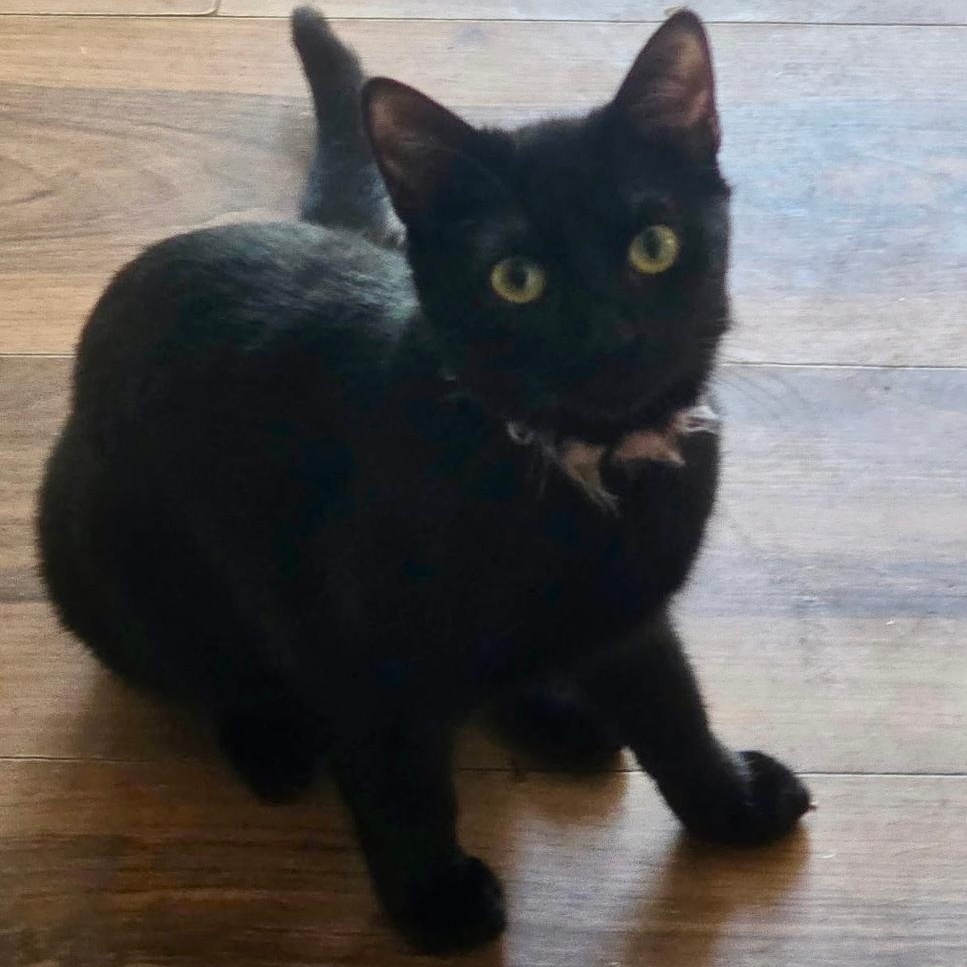 Cuddles, ADOPTABLE, Kitten Female Domestic Short Hair.